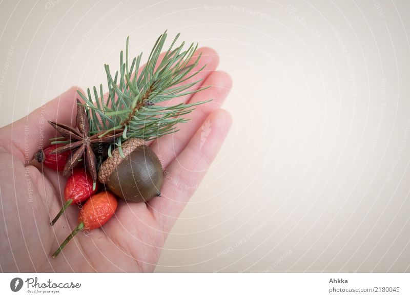 Hand Decoration Christmas & Advent Child Environment Nature Autumn Winter Plant Wild plant Fir branch Rose hip Acorn Star aniseed Discover Relaxation To hold on