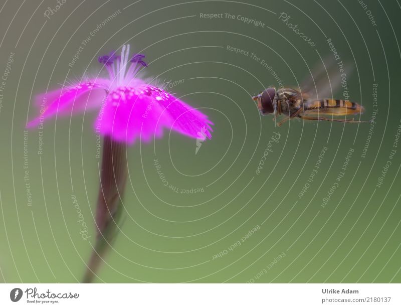 hoverfly in approach Nature Animal Spring Summer Autumn Flower Blossom Dianthus Wild animal Fly Bee Insect Wing 1 Movement Flying Esthetic Free Green Pink