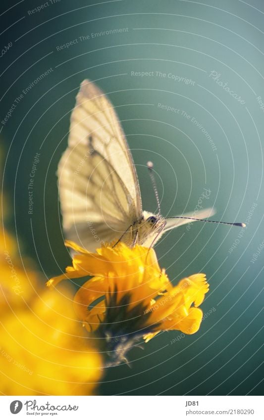 On the lookout Environment Nature Plant Sunlight Summer Beautiful weather Garden Meadow Animal Butterfly Animal face Wing 1 Esthetic Authentic Elegant Warmth