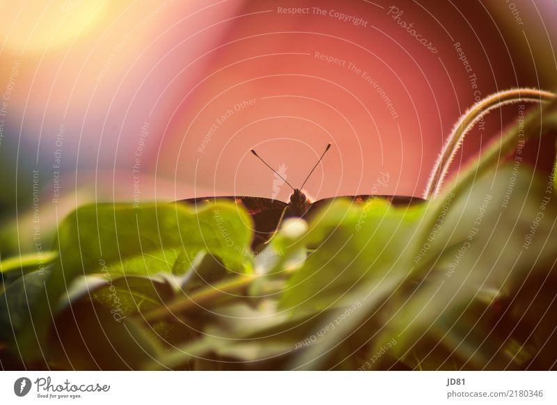Butterfly in departure Animal 1 Flying Beautiful Sustainability Natural Warmth Multicoloured Green Pink Colour photo Exterior shot Close-up