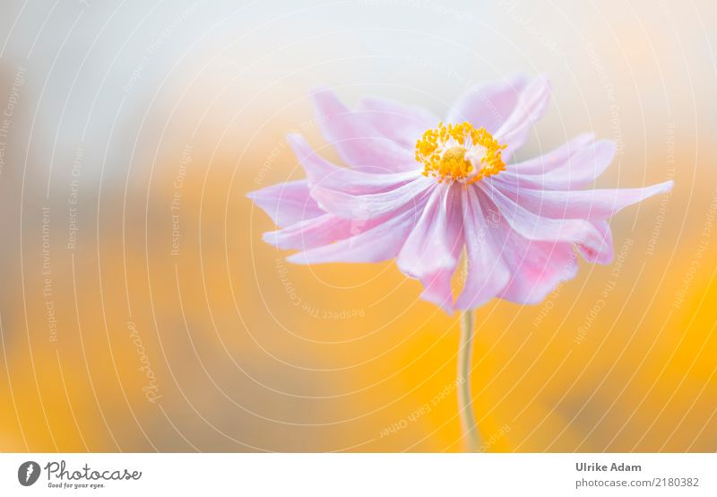 Autumn Anemone Elegant Harmonious Well-being Contentment Relaxation Calm Meditation Decoration Wallpaper Image Poster Nature Plant Summer Flower Blossom