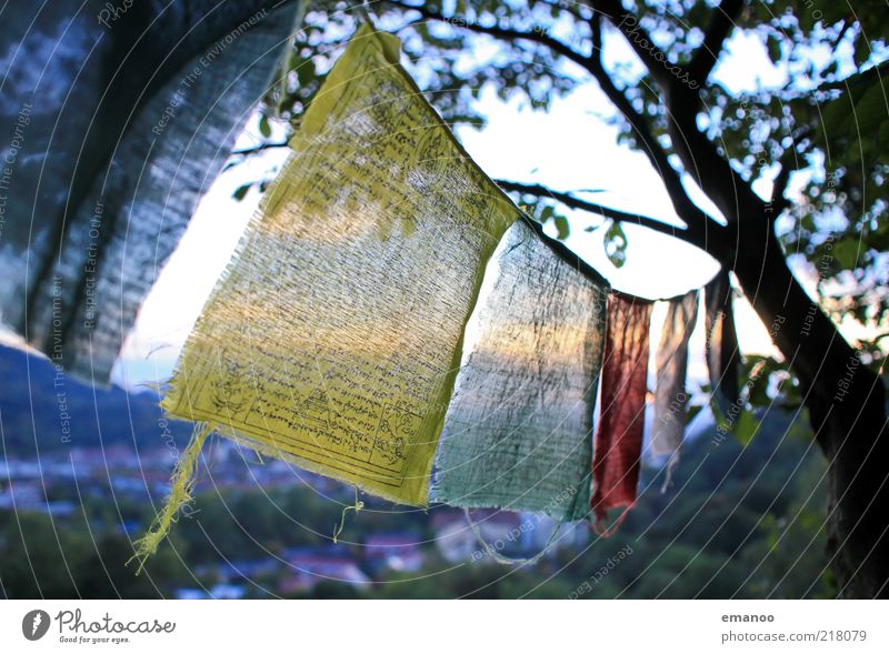wind prayer Freedom Nature Landscape Movement Multicoloured Yellow Compassion Goodness Popular belief Religion and faith Prayer flags Wind Hang up String Tree