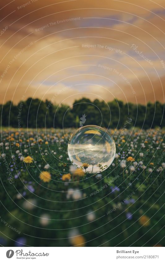 Reflective. Summer Nature Landscape Plant Sunrise Sunset Beautiful weather Flower Wild plant Meadow Sphere Glass Jump Fresh Near Sustainability Natural