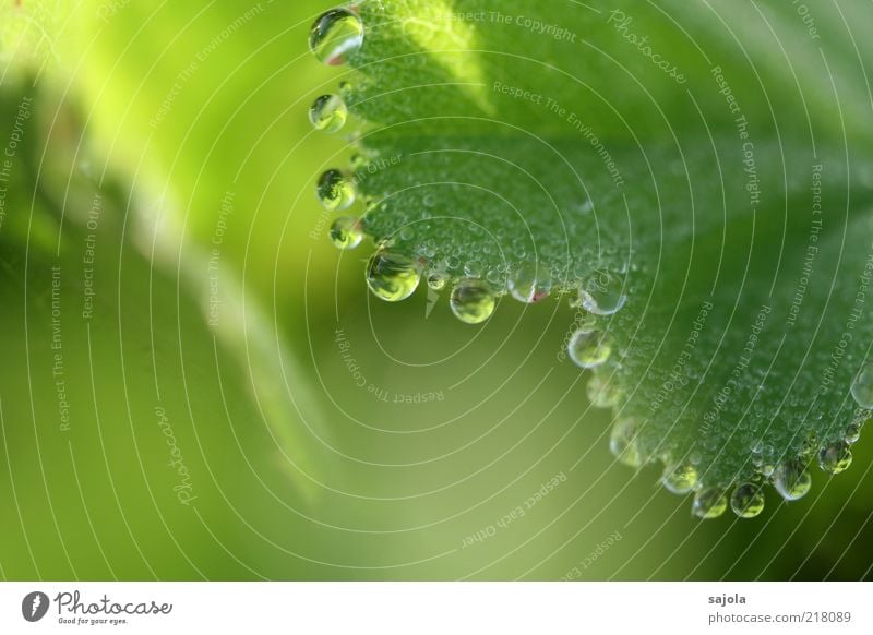 water pearls Environment Nature Plant Elements Water Drops of water Leaf Foliage plant Esthetic Green Dew Colour photo Exterior shot Close-up Detail