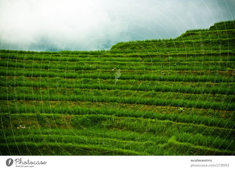 restless journey up to rice Environment Nature Landscape Plant Sky Bad weather Rice Travel photography Paddy field Field Old Growth Free Cold Green Tourism