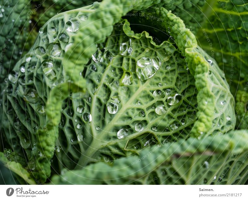 Savoy cabbage with water pearls Water Drops of water Green Cabbage Vegetable Food Nutrition food more vegan Biological Nature Garden Colour photo