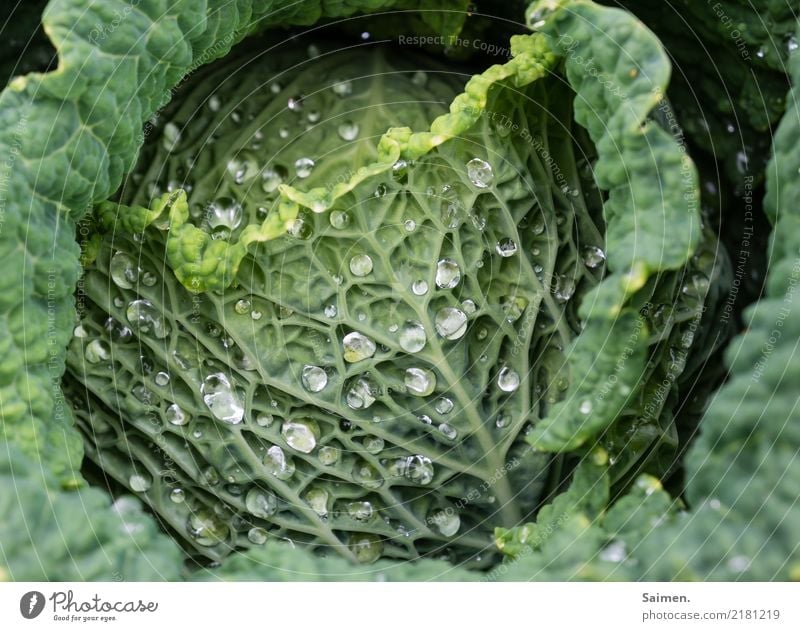Wirsing mit Wasserperlen Wassertropfen Natur Close-up Green Garten Gemüse gesund gesunde Ernährung vegan vegetarisch bio organic Organic produce Fresh Food
