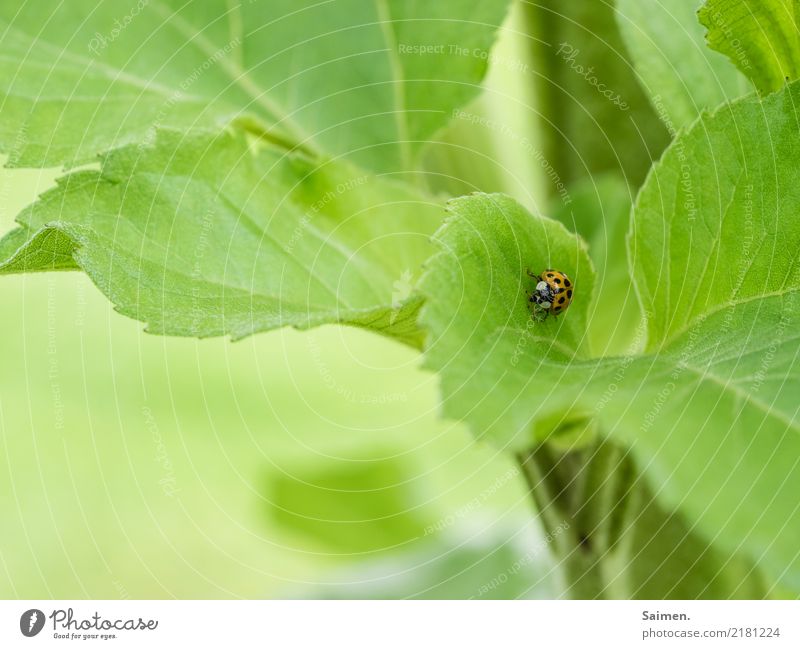 Langer Marsch des Marienkäfers Käfer Insekt krabbeln Laufen Blatt grün Nature Garten Colour photo Pflanze Close-up Gemüse Tier Sommer Punkte gepunktet klein