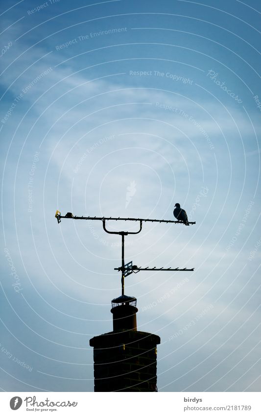 Still Life with Pigeon Sky Clouds Fireside Antenna 1 Animal Esthetic Authentic Above Positive Blue Black White Calm Relaxation Uniqueness Contentment