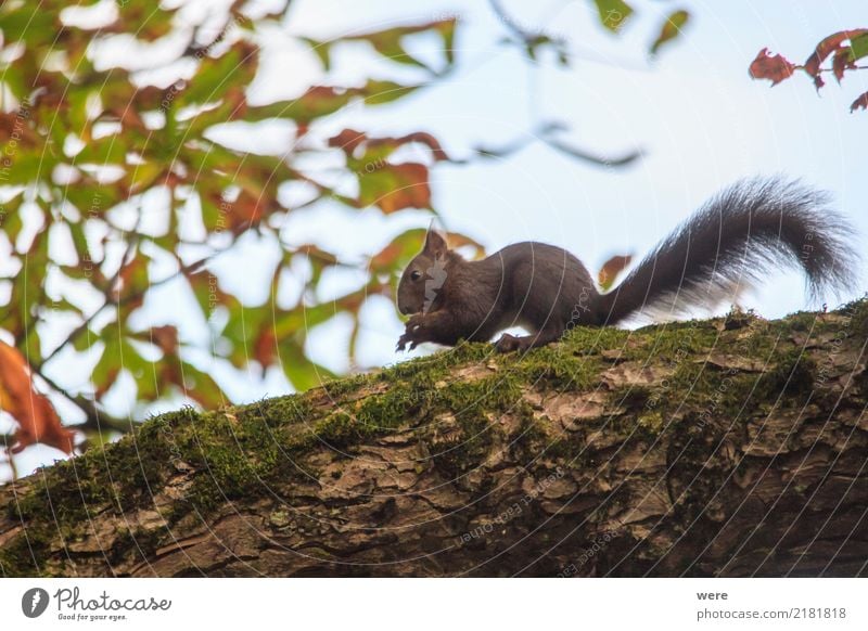 squirrels Nature Plant Animal Tree Forest Pelt Wild animal Cuddly Environmental protection Squirrel oak catkin flora and fauna Chestnut tree Katteker