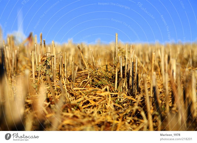 Cornfield after harvesting Nature Autumn Field Idyll Perspective Moody Change Colour photo Exterior shot Deserted Day Worm's-eye view Copy Space top