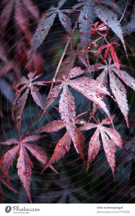 autumn picture Environment Nature Autumn Plant Leaf Faded Cold Wet Natural Blue Red Transience Vine leaf Drops of water Damp Exterior shot Deserted Copy Space