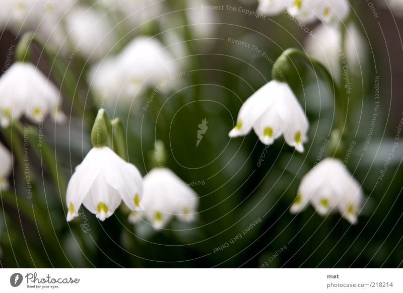 Let one's head hang Environment Nature Plant Summer Flower Blossom Hang Green White Beautiful Snowdrop Colour photo Exterior shot Deserted Day Blur