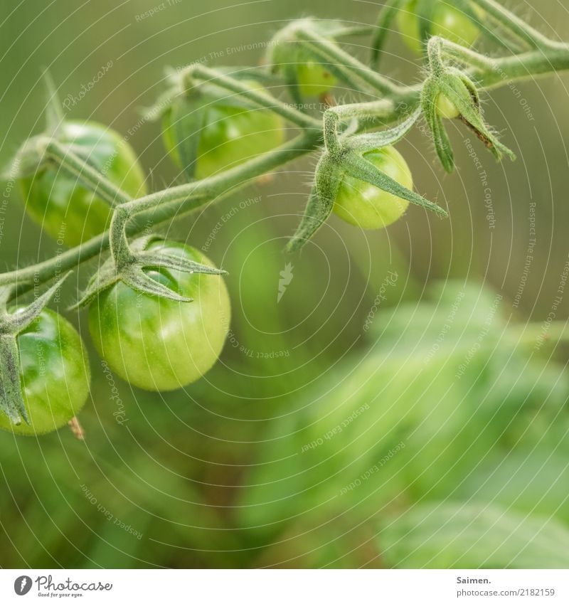 Grüne Tomaten Tomatenrispe grün gesund Bio Ernährung vegetarisch vegan Nahrung Gemüse lecker frisch