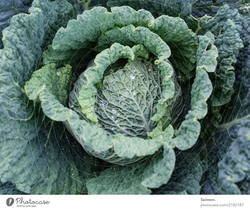 savoy cabbage Cabbage Vegetable Nutrition salubriously Healthy Eating Extend plants Essen food biography vegetarian more vegan Garden Delicious Vitamin Organic