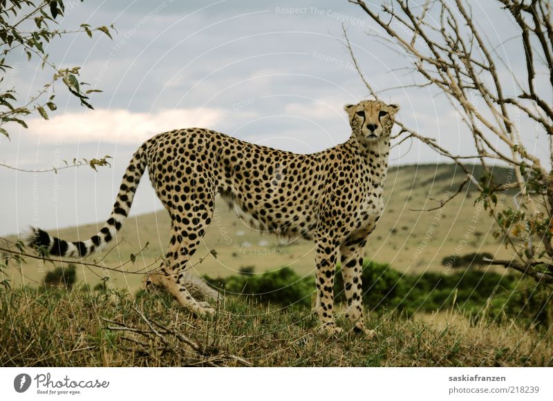 Cheetah. Environment Nature Landscape Clouds Animal Wild animal Cat 1 Observe Catch Hunting Looking Stand Wait Esthetic Authentic Elegant Muscular Natural Thin