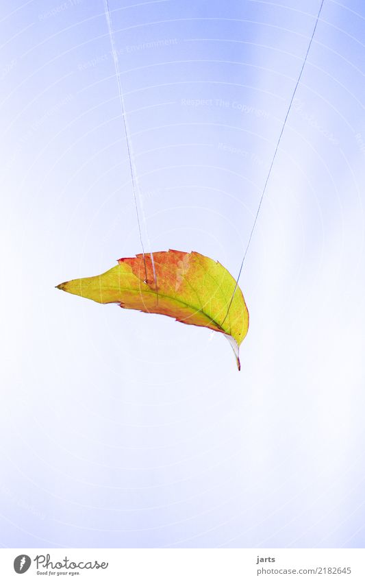 on silk thread II Autumn Beautiful weather Leaf To fall Hang Exceptional Nature Hover Sewing thread Hang up Colour photo Multicoloured Studio shot Close-up