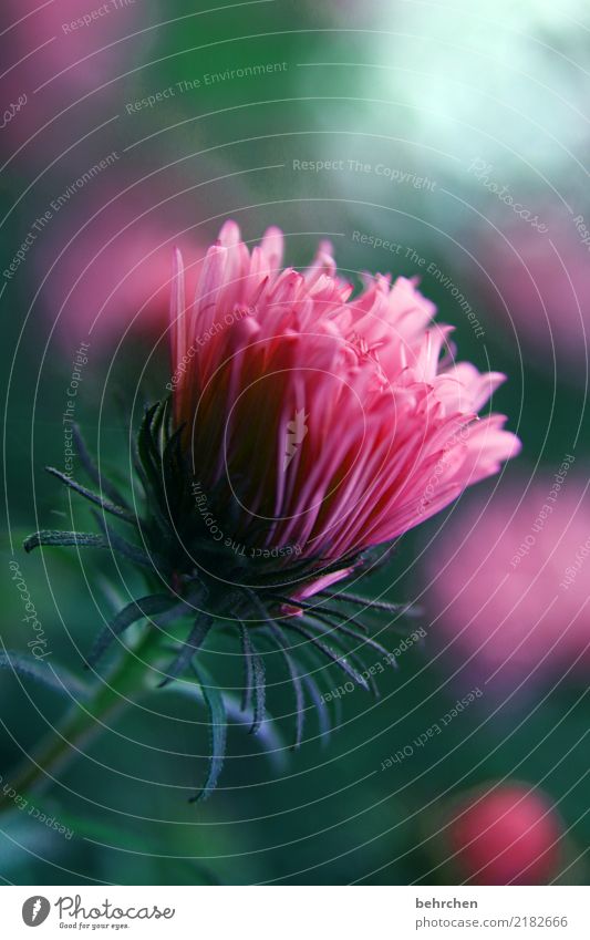 daydream in pink Nature Plant Flower Leaf Blossom Garden Park Meadow Blossoming Fragrance Beautiful Green Pink Aster Colour photo Exterior shot Close-up Detail