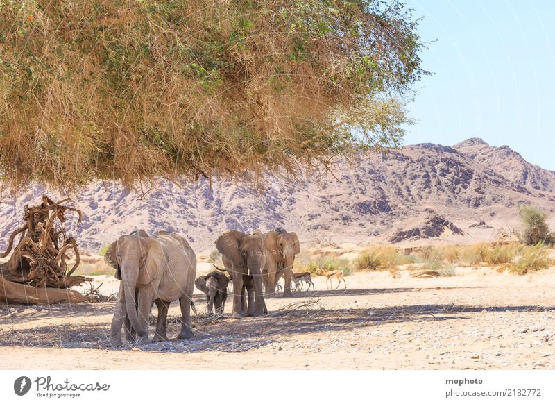 desert migration Vacation & Travel Tourism Far-off places Safari Environment Nature Landscape Plant Animal Warmth Drought Desert Namibia Africa Wild animal