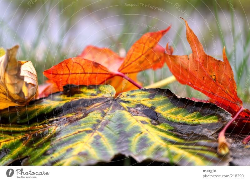 Colourful autumn leaves in the grass Environment Nature Drops of water Autumn Climate Grass Leaf Old Faded Gloomy Brown Multicoloured Yellow Green Red Emotions