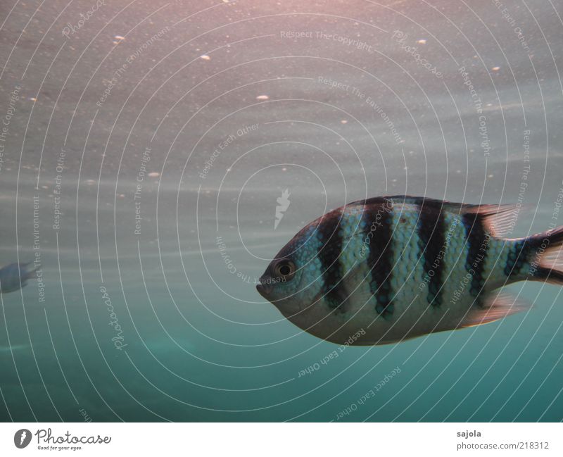 striped fish Environment Nature Animal Elements Water Ocean Wild animal Fish 1 Black White Striped Sunlight Facial expression Colour photo Close-up