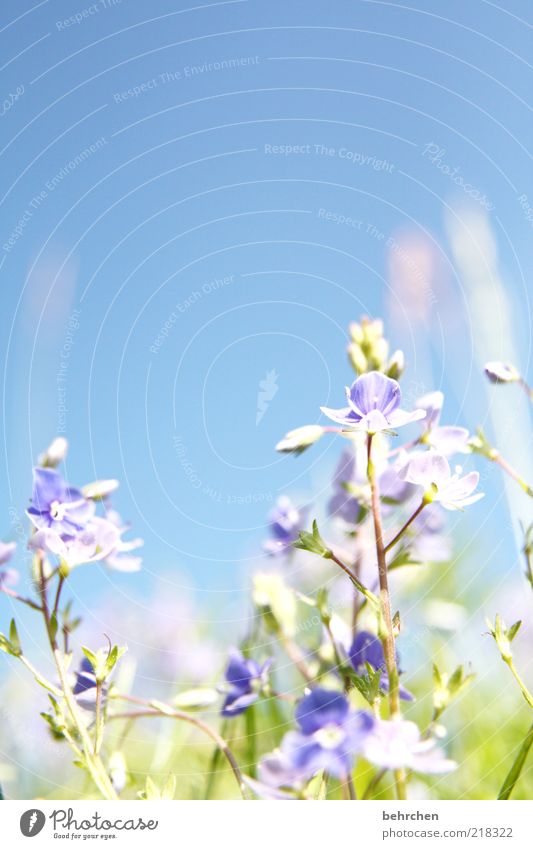 against the current Environment Nature Plant Cloudless sky Spring Summer Beautiful weather Flower Grass Leaf Blossom Meadow Blue Growth Blossoming Bright Warmth
