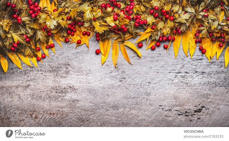 Background with garland of autumn leaves and berries Style Design Thanksgiving Nature Plant Autumn Bushes Leaf Blossom Decoration Sign Yellow Background picture