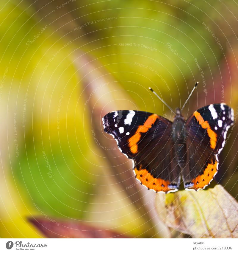 today the sun is shining again Animal Butterfly 1 Green Summer Spring Colour photo Exterior shot Close-up Detail Copy Space top Sunlight Copy Space left Wing