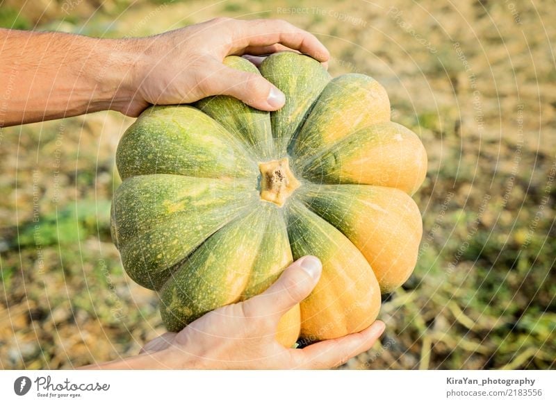 hands of the farmer holding a large pumpkin Vegetable Vegetarian diet Lifestyle Shopping Sun Eating Thanksgiving Hallowe'en Gardening Agriculture Forestry Man