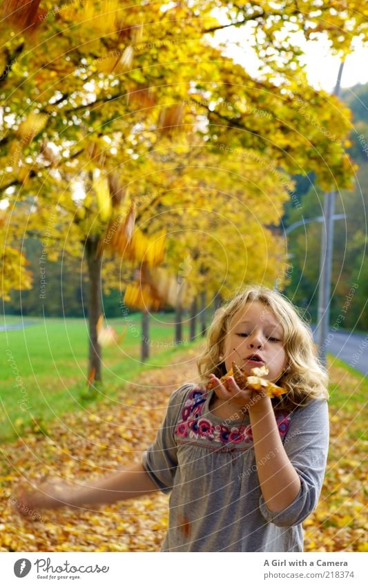 blow Human being Infancy Life Mouth Hand 1 Nature Plant Autumn Leaf Playing Brash Happy Uniqueness Multicoloured Yellow Gold Roadside Footpath Blow Blonde Tree