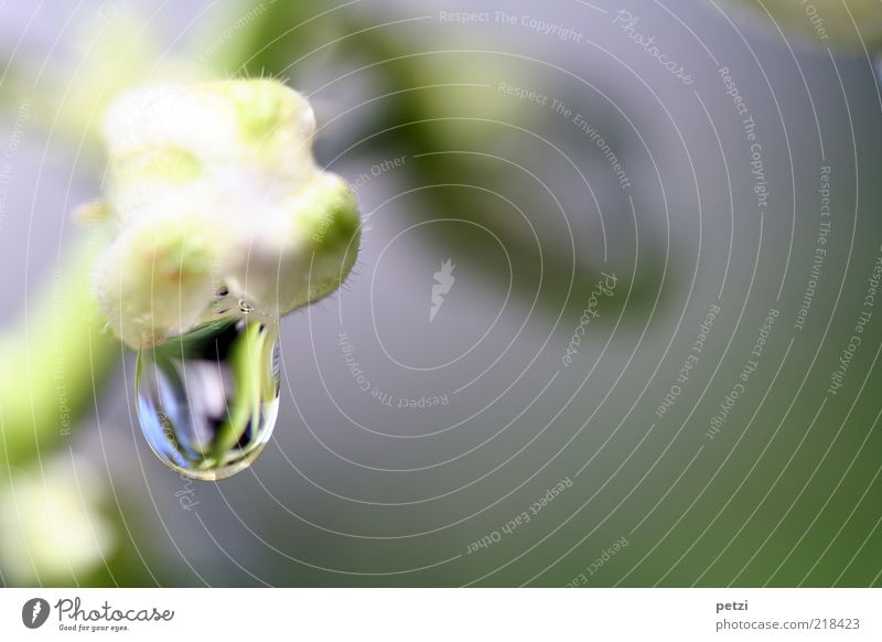 drop imaging Plant Drops of water Blossom Fluid Wet Green Calm Pure Colour photo Macro (Extreme close-up) Copy Space right Copy Space top Copy Space bottom Day