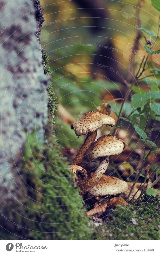 Mushrooms! Environment Nature Autumn Plant Moss Forest Growth Natural Brown Green Wilderness Ground Enchanted forest Colour photo Subdued colour Exterior shot