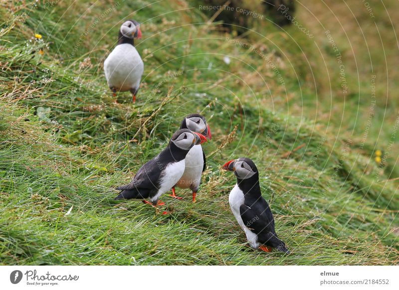 Puffins oOOO Grass Coast Island Iceland Wild animal Bird Lunde drunk 4 Animal Observe Communicate Stand Together Small Near Cute Contentment Romance
