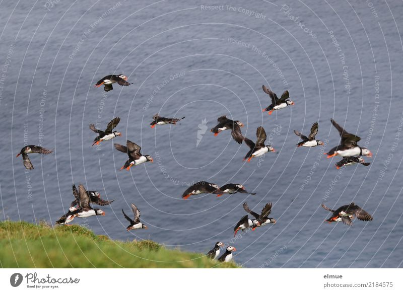 Puffins ~~~~~~ Nature Coast Ocean Atlantic Ocean Heimaey Wild animal Bird Lunde Flock Flying Free Together Infinity Beautiful Small Speed Agreed Romance