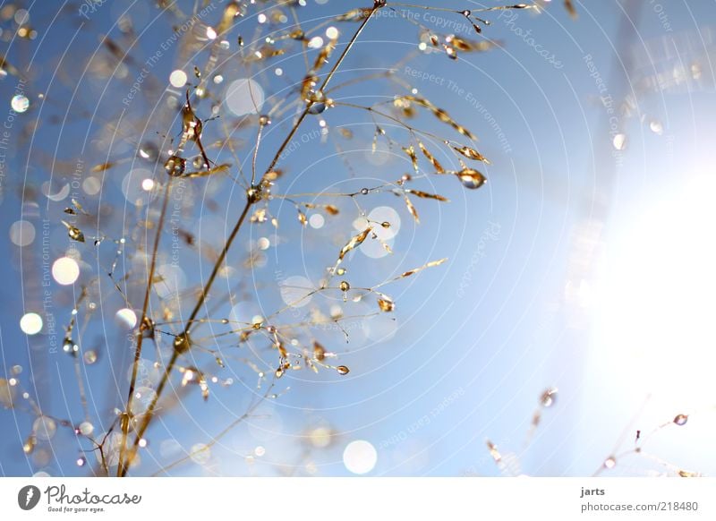 blue Sunday Nature Plant Drops of water Sky Sunlight Autumn Weather Beautiful weather Grass Fresh Glittering Natural Highlight Exterior shot Close-up Deserted