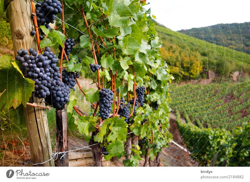 Good vineyard location Fruit Wine Healthy Eating Tourism Agriculture Forestry Winegrower Autumn Agricultural crop Bunch of grapes Vine Vineyard Fragrance