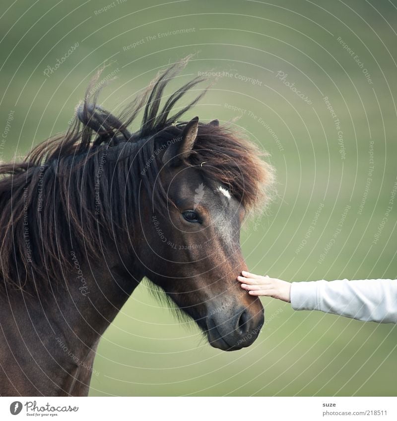 i touch Friendship Arm Hand Nature Farm animal Wild animal Horse Animal face 1 Touch Friendliness Natural Curiosity Cute Beautiful Brown Green Sympathy