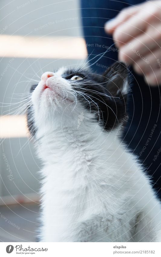 Look! A butterfly! Animal Pet Cat Pelt 1 Beautiful Cuddly Small Near Curiosity Cute Black White Kitten Domestic cat Cat eyes Nose Ear Whisker Hand Colour photo