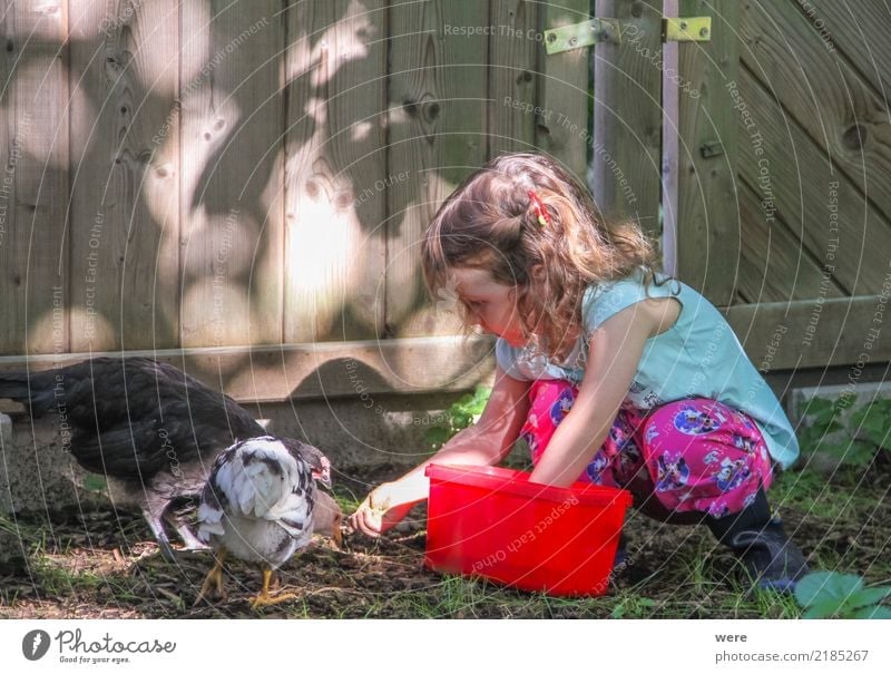 A toddler girl with pigtails feeds chickens in the garden from a red box Child Agriculture Forestry Human being 1 3 - 8 years Infancy Nature Animal birds