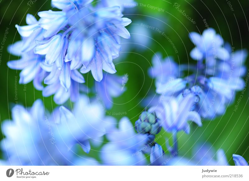 Delicate Blue II Beautiful Environment Nature Plant Spring Summer Flower Blossom Blossoming Natural Green Spring fever Fragrance Pure Colour photo Exterior shot