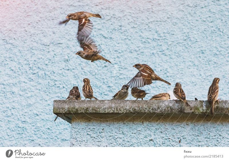 House sparrows in flight Sparrow Flying fly out Friday Weekend Bird