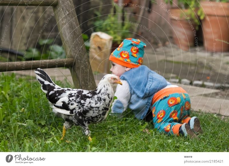 Getting up with the chickens Child Agriculture Forestry Human being Baby Toddler Nature Animal Farm animal Bird Curiosity Cute feathers Grand piano youthful