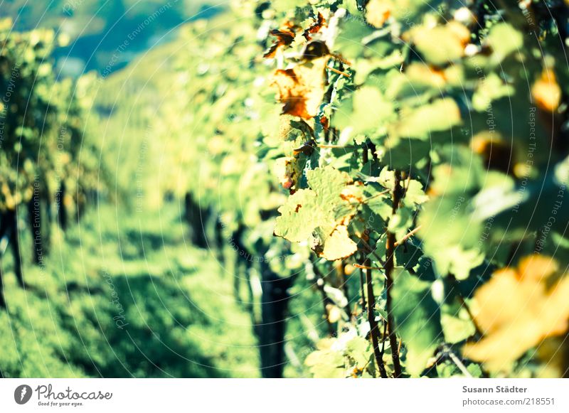 have a good cry Field Hill Blossoming Vine Wine growing expensive Riesling Vineyard Vine leaf Grape harvest Autumn Multicoloured Colour photo Close-up