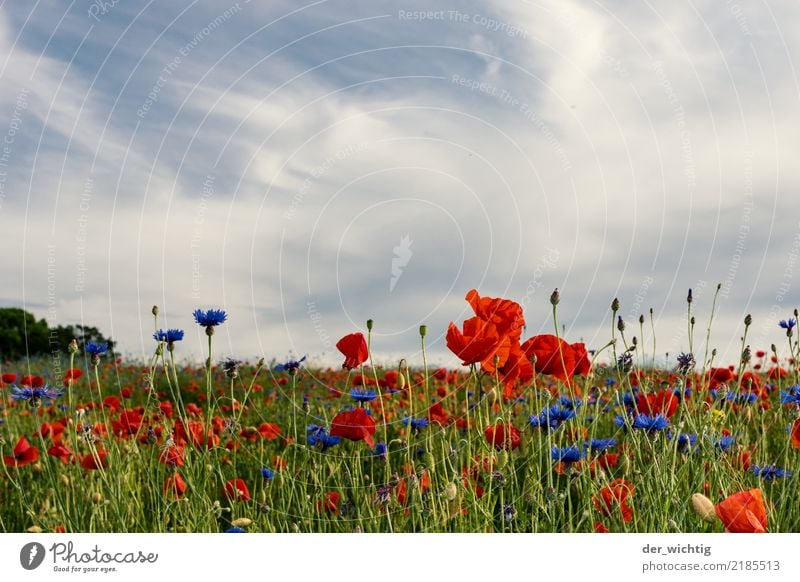 Poppy and cornflower field Environment Nature Landscape Plant Sky Beautiful weather Flower Cornflower Meadow Field Positive Blue Green Red White Life Esthetic