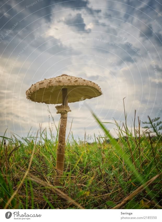 parasol Nature Plant Animal Sky Clouds Sun Autumn Meadow Forest Discover Eating Growth Fantastic Near Beautiful Blue Brown Multicoloured Yellow Gold Green