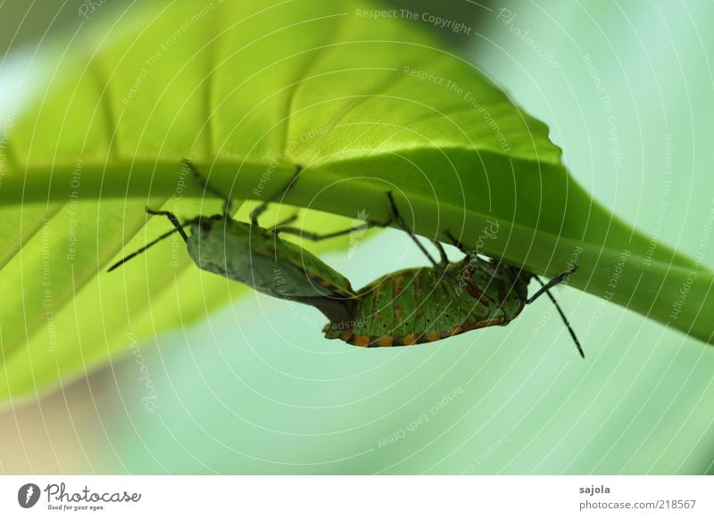 time for togetherness Environment Nature Plant Animal Leaf Wild animal Beetle Insect 2 Pair of animals To hold on Green Together Colour photo Exterior shot