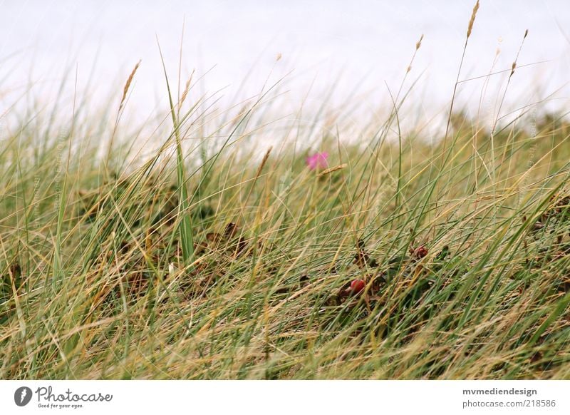 dune grass Nature Landscape Plant Wind Grass Coast Marram grass Nature reserve Habitat Summer Subdued colour Colour photo