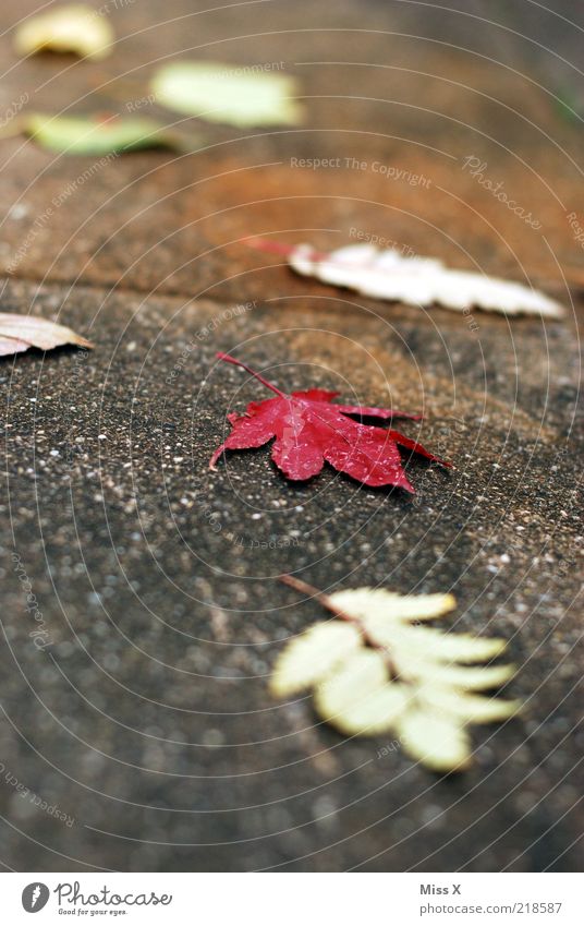 leaves Autumn Leaf Multicoloured Transience Autumn leaves Autumnal Sidewalk Slippery surface Colour photo Exterior shot Close-up Deserted Shallow depth of field