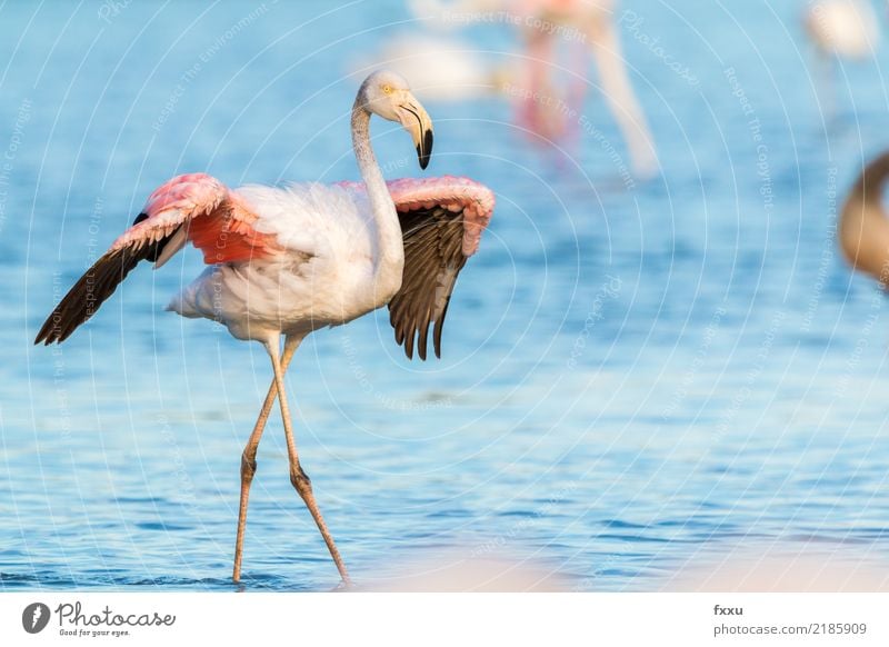 Flamingo with spread wings France Wild animal Pink Nature Exotic Animal Tropical Close-up Bird Feather Living thing Observe