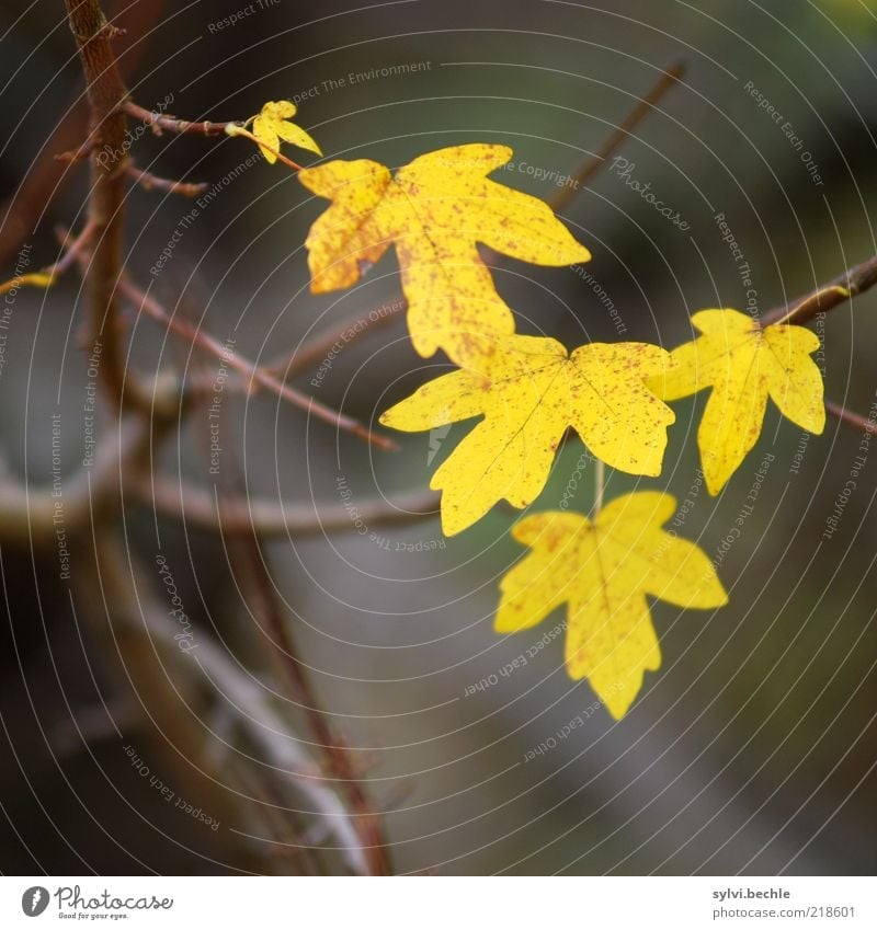 autumn Environment Nature Plant Autumn Bad weather Leaf Cold Brown Yellow Survive Change Branch Bleak To fall Twigs and branches Transience Colour photo